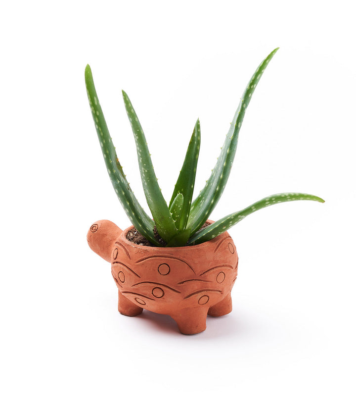 Rakshana Turtle Plant Pot -  Terracotta by Matr Boomie