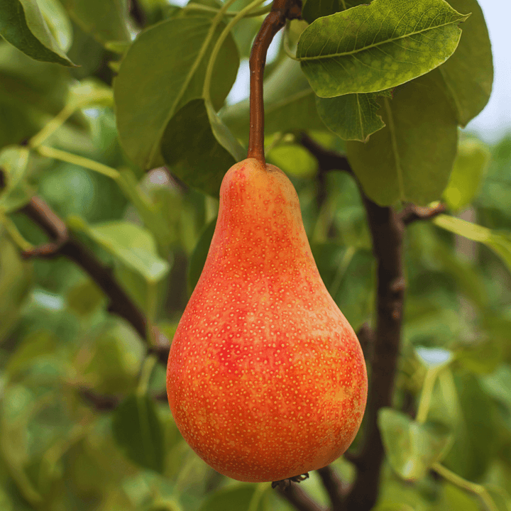 Orchard Pear Gold Travel Candle by Giften Market